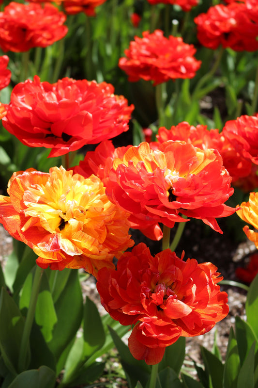 Sun Lover Tulip Bulbs