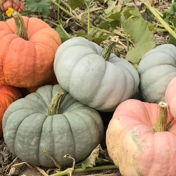 Mint Prince F1 Pumpkin Seeds online shopping