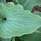 Sterling Medallion Hosta Plants online shopping