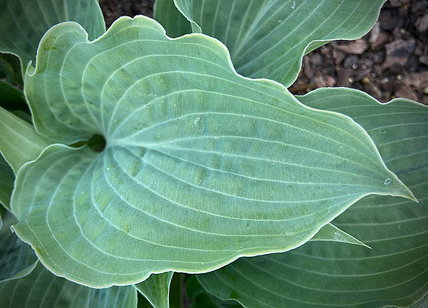 Sterling Medallion Hosta Plants online shopping