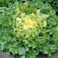 Broadleaf Batavian Escarole Chicory