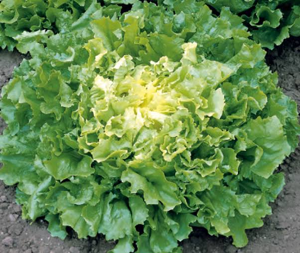 Broadleaf Batavian Escarole Chicory
