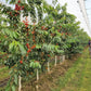 Early Star Sweet Cherry