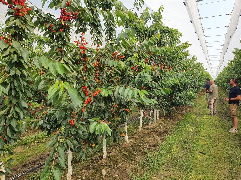 Early Star Sweet Cherry