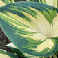 My Fair Lady Hosta Plants online shopping