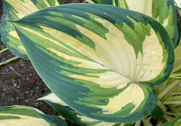 My Fair Lady Hosta Plants online shopping