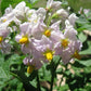Irish Cobbler Heirloom Potato online shopping