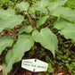 Over The Waves Hosta Plants online shopping