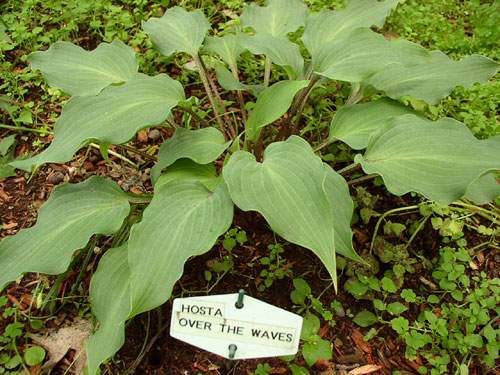 Over The Waves Hosta Plants online shopping