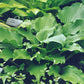 Grand Slam Hosta Plants online shopping