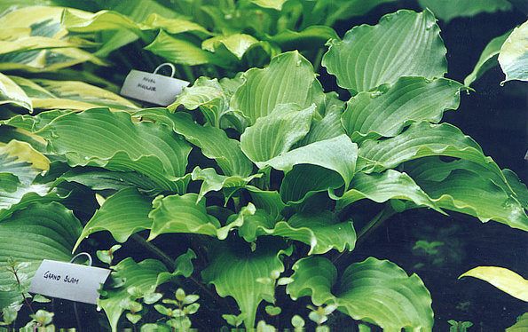 Grand Slam Hosta Plants online shopping