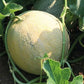 Divergent F1 Organic Melon