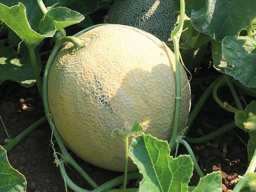 Divergent F1 Organic Melon