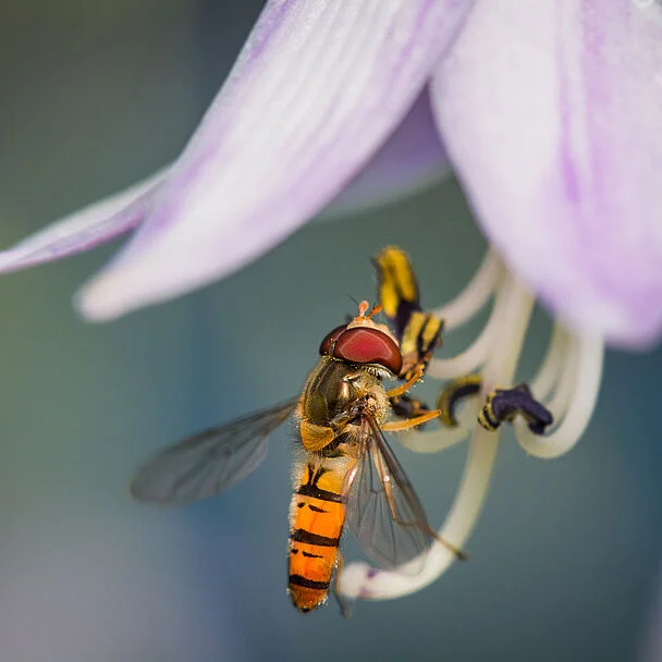 Syrphidend Beneficial Hoverfly