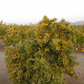 Nordmann Seedless Budwood citrus plant material online shopping