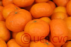 Encore Mandarin Budwood citrus plant material online shopping