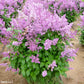 Minuet Lilac lilac plant online shopping