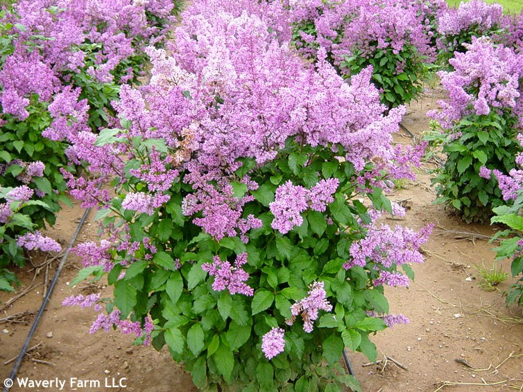 Minuet Lilac lilac plant online shopping
