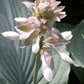 Queen Of The Seas Hosta Plants online shopping