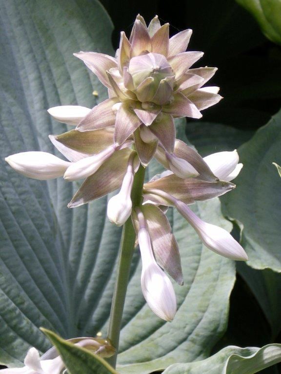 Queen Of The Seas Hosta Plants online shopping