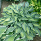 Teacher’s Pride Hosta Plants online shopping