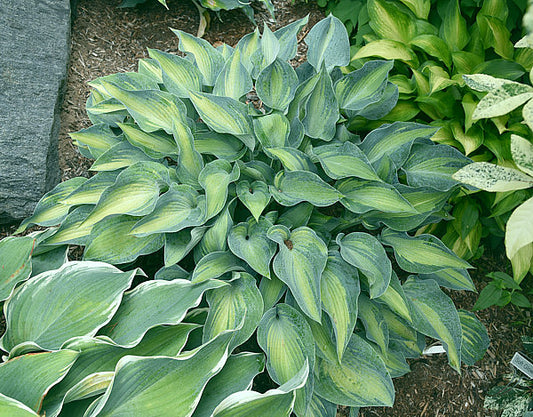 Teacher’s Pride Hosta Plants online shopping