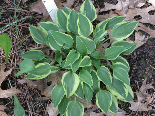 Cookie Crumbs Hosta
