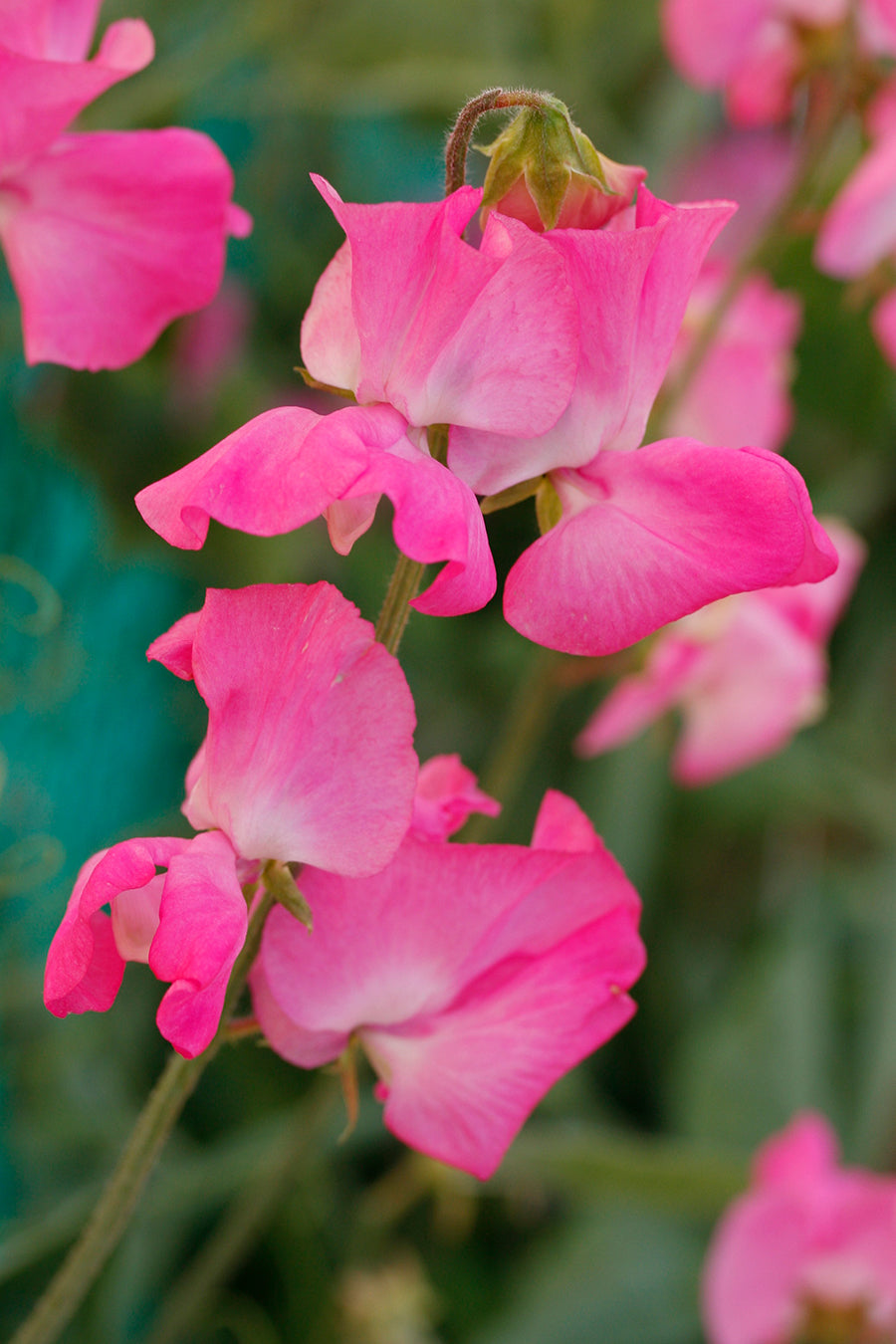 Solstice Rose Sweet Pea seeds online shopping