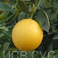 Improved Meyer Lemon Budwood citrus plant material online shopping