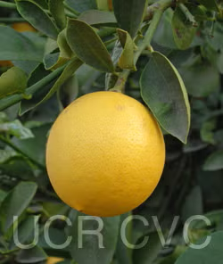 Improved Meyer Lemon Budwood citrus plant material online shopping