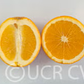 Riverside 1873 Parent Washington Navel Orange Budwood citrus plant material online shopping