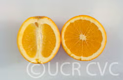 Riverside 1873 Parent Washington Navel Orange Budwood citrus plant material online shopping