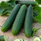 Marketmore 76 Cucumber