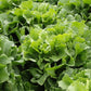 Broadleaf Batavian Escarole Chicory