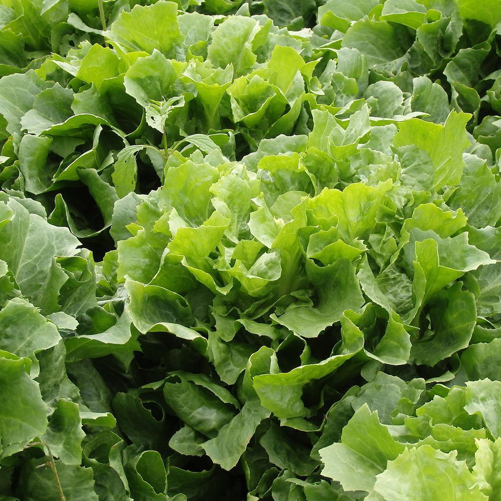Broadleaf Batavian Escarole Chicory