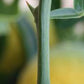 C-32 Citrange Seed citrus plant material online shopping