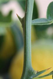 C-32 Citrange Seed citrus plant material online shopping