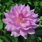 Unicorn Dreams Dahlia Plants online shopping