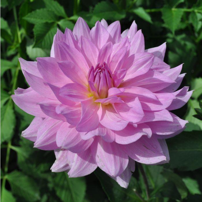 Unicorn Dreams Dahlia Plants online shopping