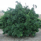 Moro Blood Orange Budwood citrus plant material online shopping