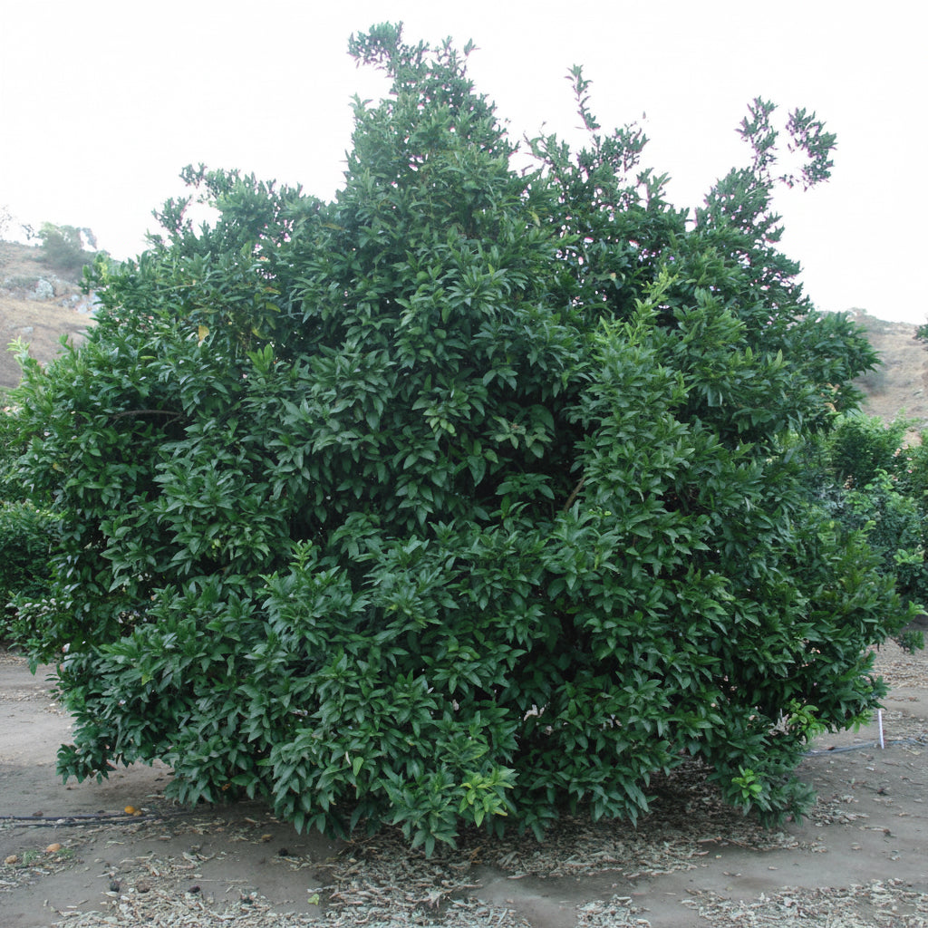 Moro Blood Orange Budwood citrus plant material online shopping