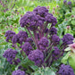 Summer Purple Broccoli Seeds online shopping