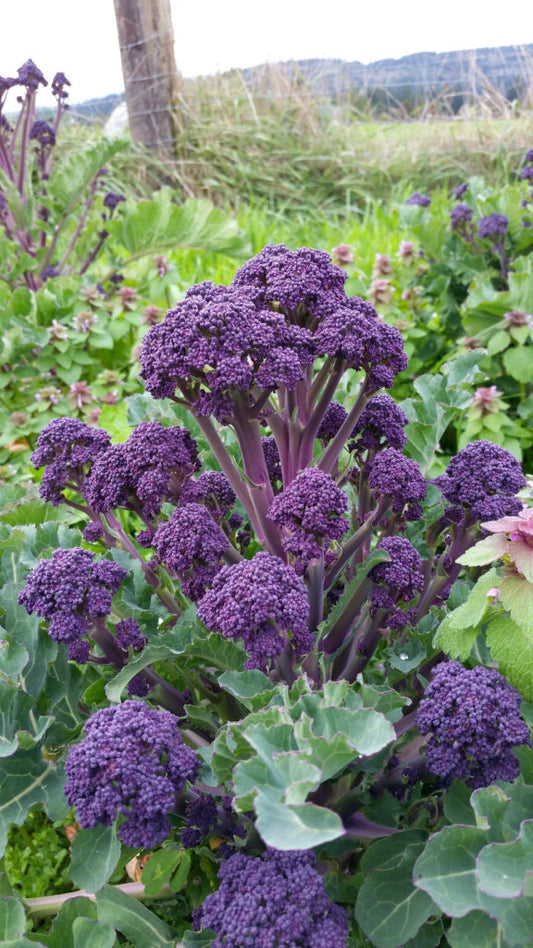 Summer Purple Broccoli Seeds online shopping