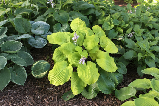 Big Red Hosta Plants online shopping