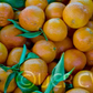 Algerian Clementine Budwood citrus plant material online shopping