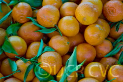 Algerian Clementine Budwood citrus plant material online shopping