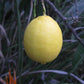 Eureka Lemon Plant citrus plant material online shopping