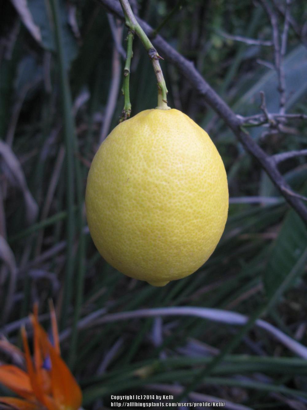 Eureka Lemon Plant citrus plant material online shopping