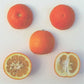 Standard Sour Orange Budwood citrus plant material online shopping