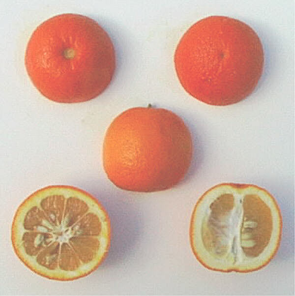 Standard Sour Orange Budwood citrus plant material online shopping